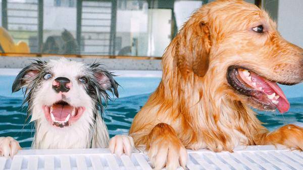 不朽情缘游戏网站登录宠物洗澡宠物洗护宠物美容宠物剪毛狗剪毛狗狗剪毛