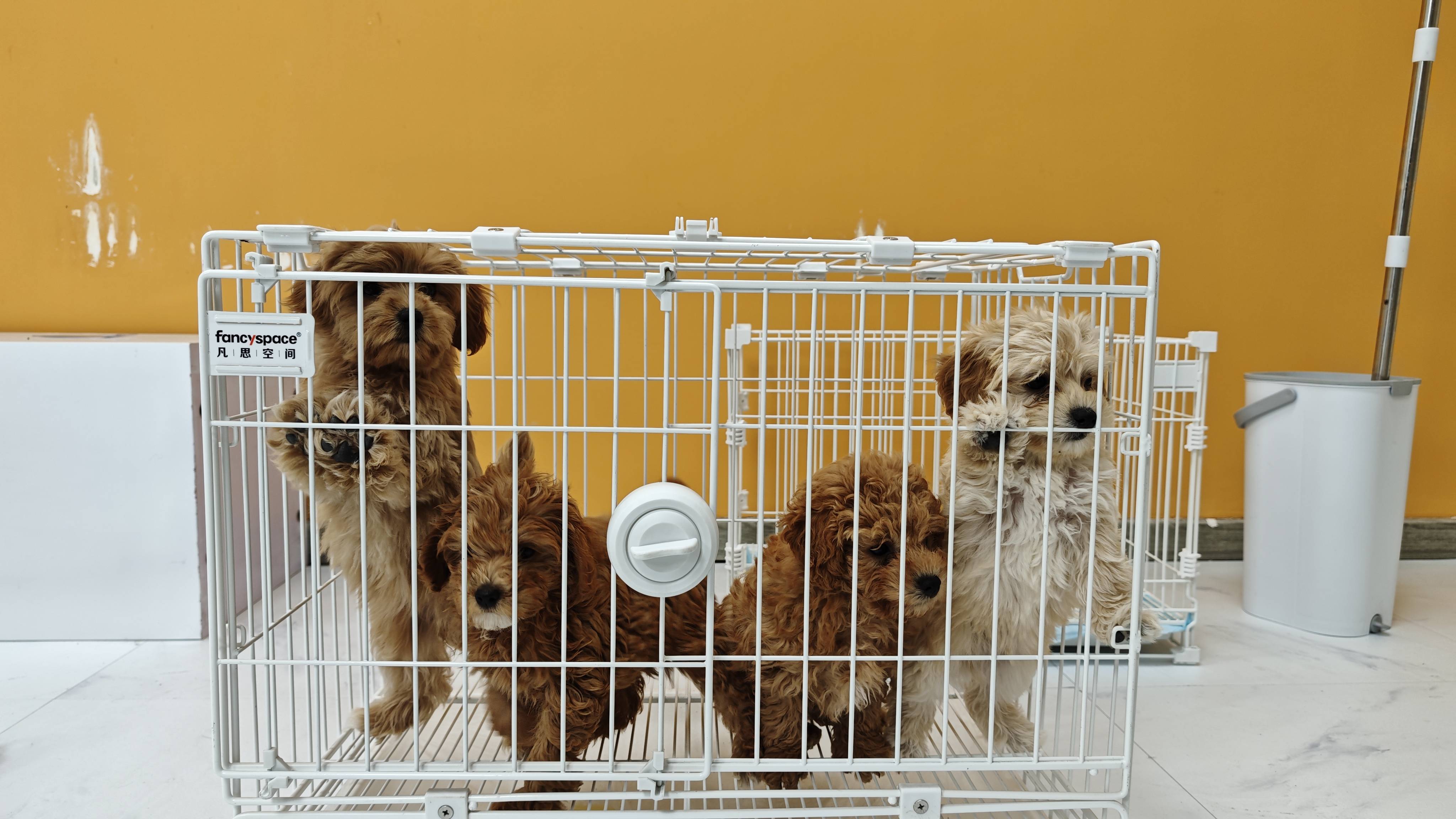 ：深耕铸标杆 共构宠物好生态mg不朽情缘游戏平台旺宠官